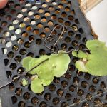 ビカクシダ【通風パネル裏の子株】摘出作業。