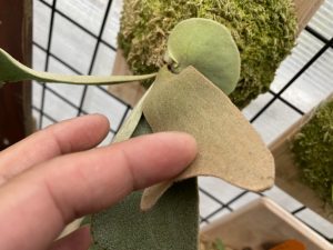 葉裏が赤い...ビカクシダにトキメキ...