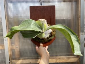 葉が硬く白い広いFSQ。P.butterfly moonの1年後。