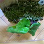 【極小リドレイ】貯水葉の裏から出た葉のメンテナンス。