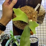 P.Talnadgeがやってきた!!