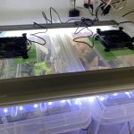 【衣装ケース栽培】換気扇を付けて湿度を調整する。