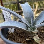 ディッキア 交配マルニエルラポストレイ（実生）をお迎えしました。