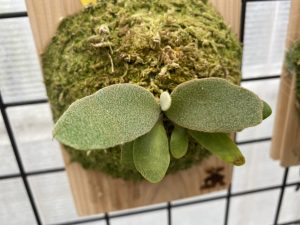 P.willinckii 'Hualian'の胞子葉が赤く染まる？