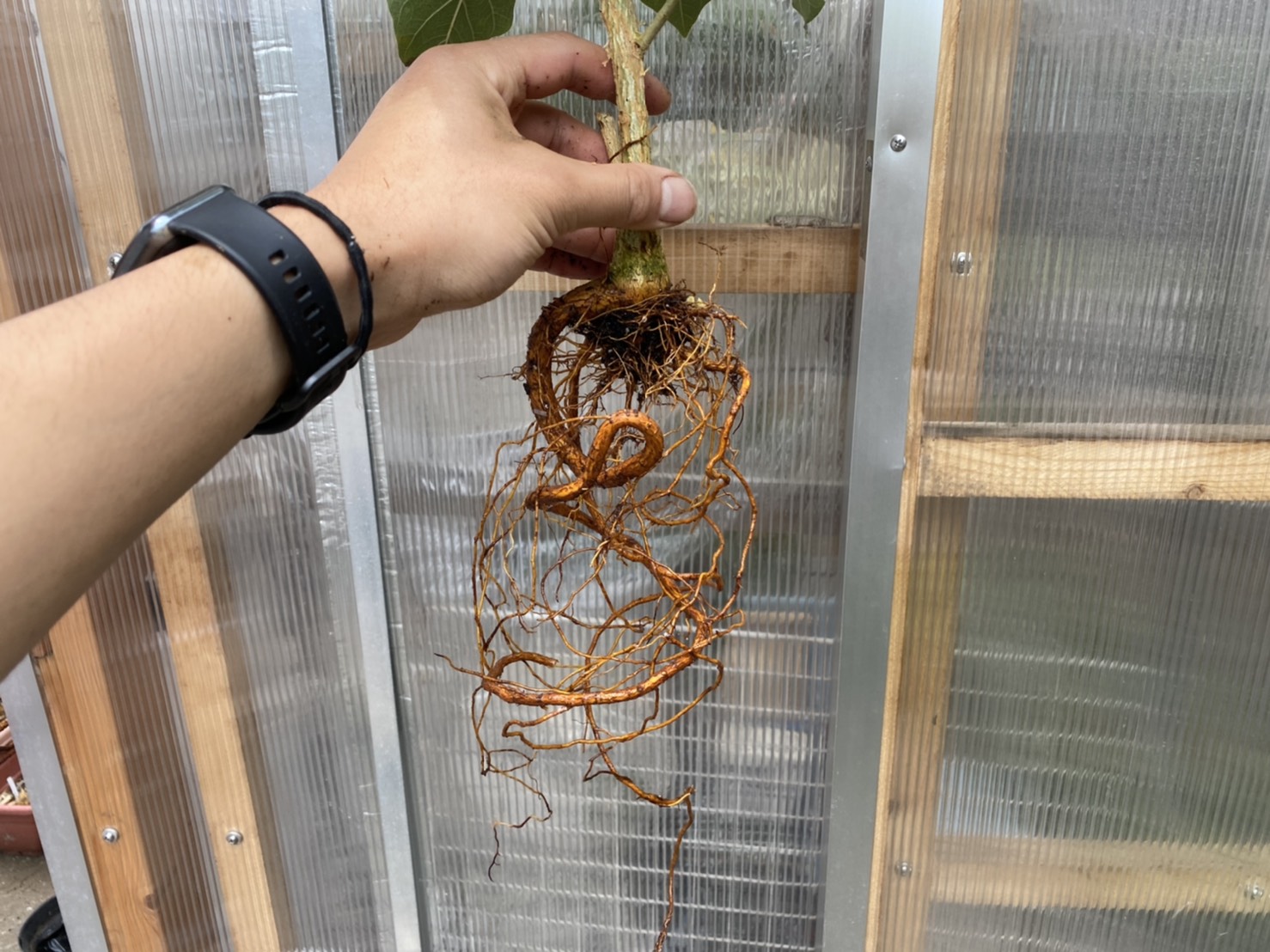 植え替えに失敗したゴムの木の救済措置