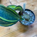 【珍種?】サンスベリア・マッソニア(斑入り)をお迎えしました。