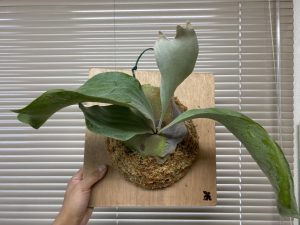 水苔の中心がカビてたP.butterfly moonの板替え。