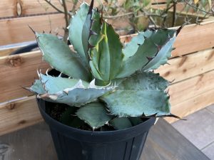 【タグ落ちアガベ】チタノタ・ブルーっぽいやつをお迎え。