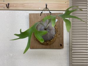 1年で根がびっしり張ったビカクシダの板替え。