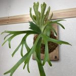 【成長遅い？】P.willinckii cv. pygmaeumの1年後。