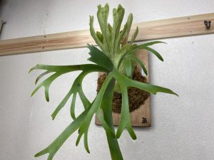 【成長遅い?】P.willinckii cv. pygmaeumの1年後。