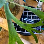 ビカクシダの茶色いシミに殺菌剤をかけてみる。