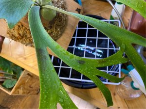 ビカクシダの茶色いシミに殺菌剤をかけてみる。