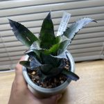 ホヘンベルギア レオポルドホルスティを買いました。