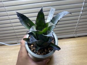 ホヘンベルギア レオポルドホルスティを買いました。