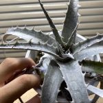 【白く硬く】ディッキア【Dyckia ‘Silverback’】