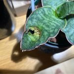 サンスベリアに茶色いシミが出来たから焼き切るぞ。