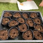 食べたメロンの種が発芽するのか実験。