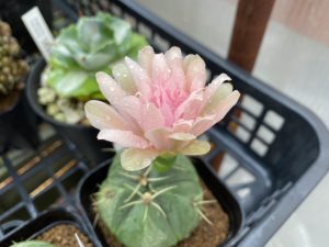 100均サボテンが開花したぞ！【ギムノカリキウム】