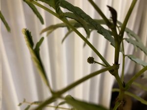 種から育てたエバーフレッシュが花芽を付けるまでの日数。