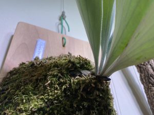 子株は根の動きを把握するバロメーター。