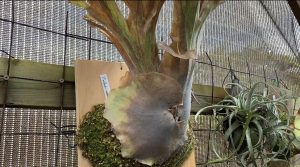 ねし子。これはたぶん枯れました。