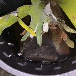 ビカクシダに大量の蟻が棲みついたときの対処法。