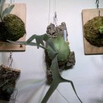 インスタLiveオークションで競り落とした...