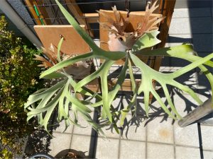 水苔の量比較実験から1年が経過して...