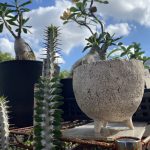 【挿し木が迫られる】アローディアがぐいぐい伸びる夏。