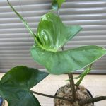 アロカシア・スティングレイを育てるぞ！