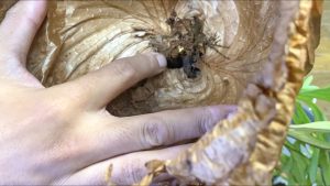 山採りリドレイを解体してつけ直す。