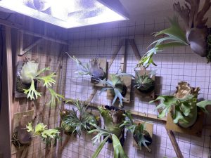 メタハラでビカクシダを育てる。