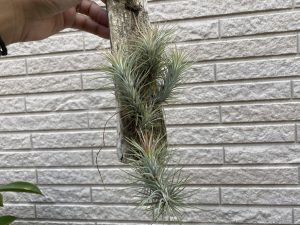 【群生美】チランジア・フンキアナの5年後。