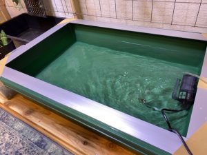 ビカクシダの水遣り用水を作るお話。