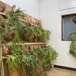 エアロファイトで山採りウィリンキーを狩る。