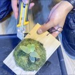 極小だけどしっかり根を張るビカクシダの謎。