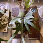 成長が遅いビカクシダの板替え。