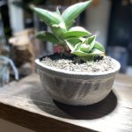 信楽鉢にサンスベリアを植え付けてみる。