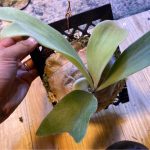 ご縁でビカクシダを頂きました。