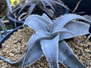 ディッキア 交配マルニエルラポストレイ（実生）の表現。