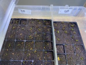 胞子培養に「活力剤」は効果的なのか?