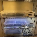 胞子培養を本気でやるために。