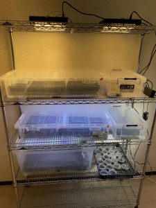 胞子培養を本気でやるために。