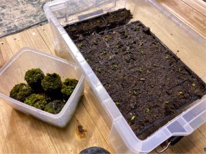 胞子培養の「土」は何がいいのか！【実験】