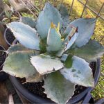 青白く成長するアガベの5か月後。