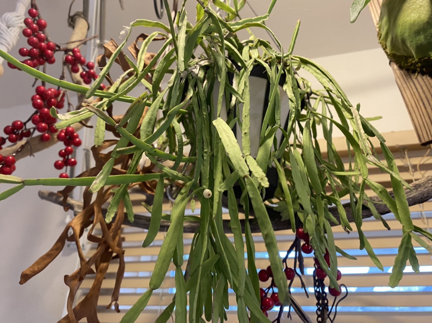 リプサリス 冬越しのコツっというか簡単です