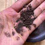 ビカクシダの肥料のあげ方について考える。