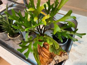 リドレイに肥料を正しく与える方法を考える。