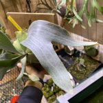 【白筋柔】P.griffin sporeの3か月後。